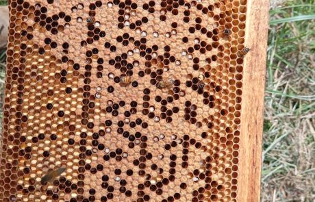 REINAS DE LA CASA 02