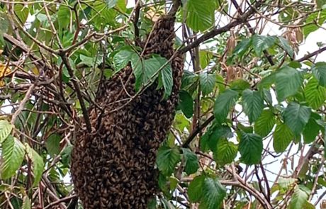 REINAS DE LA CASA 03