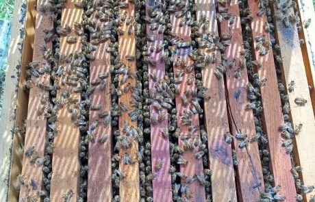 REINAS DE LA CASA 04