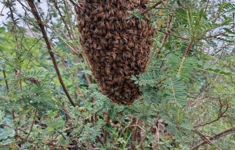 REINAS DE LA CASA 09
