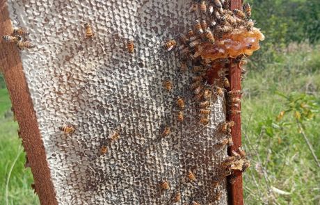 REINAS DE LA CASA 13